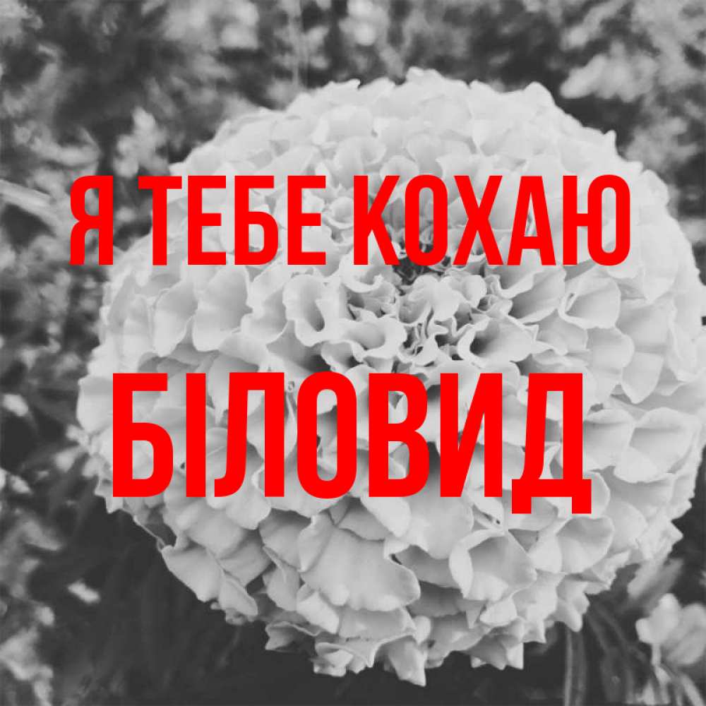 Открытка на каждый день з підписом, Біловид Я тебе кохаю подпись Прикольна листівка з побажанням онлайн скачати безкоштовно 