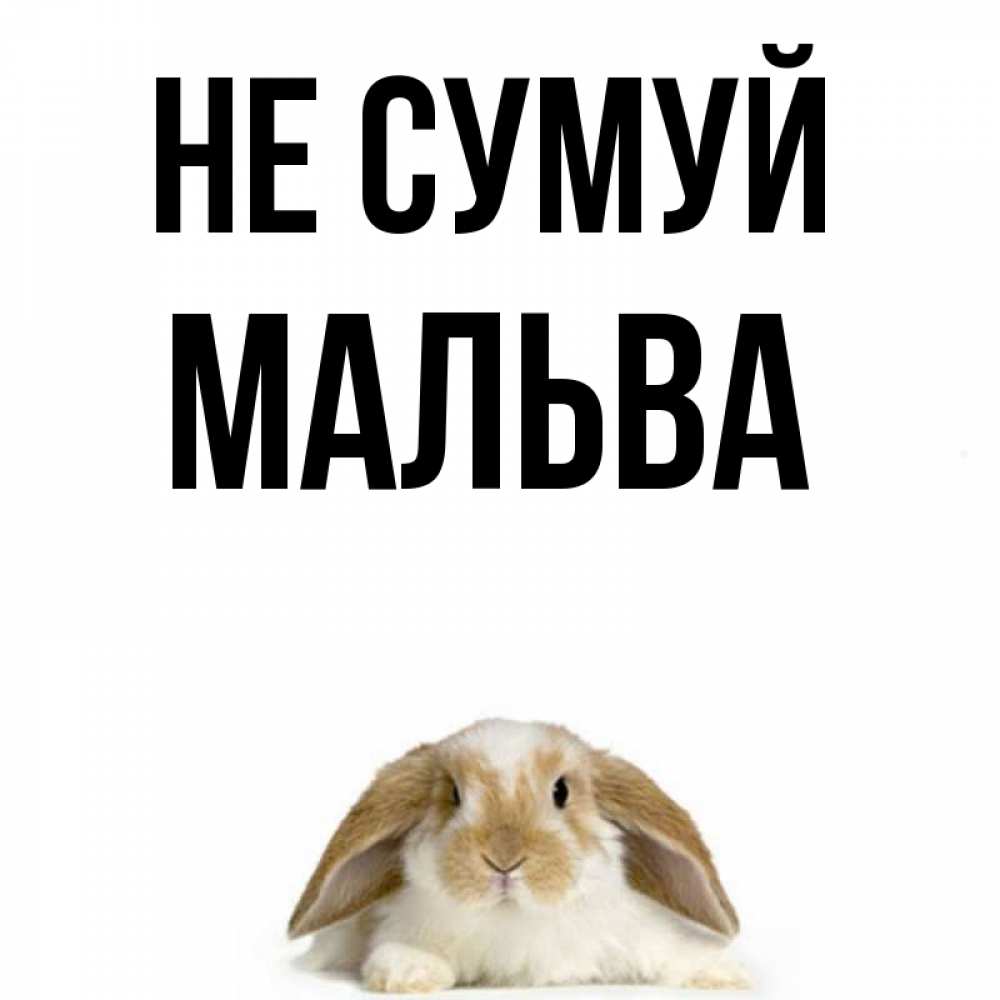 Открытка на каждый день з підписом, Мальва Не сумуй коричнево белый заяц с большими ушками Прикольна листівка з побажанням онлайн скачати безкоштовно 