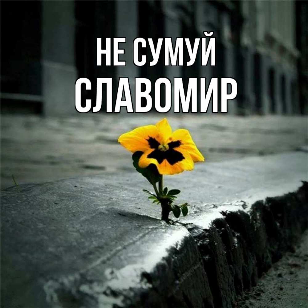 Открытка на каждый день з підписом, Славомир Не сумуй не сдавайся Прикольна листівка з побажанням онлайн скачати безкоштовно 