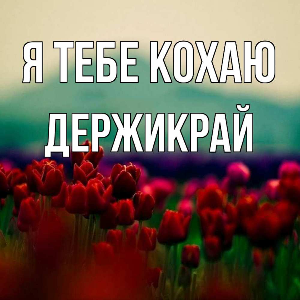 Открытка на каждый день з підписом, Держикрай Я тебе кохаю тюльпаны 4 Прикольна листівка з побажанням онлайн скачати безкоштовно 