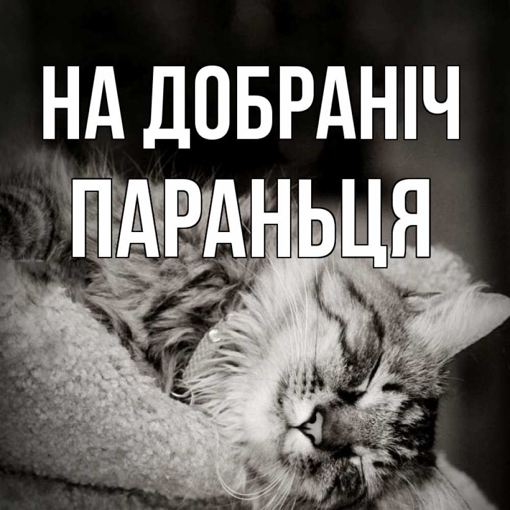 Открытка на каждый день з підписом, Параньця На добраніч котярик пушистый Прикольна листівка з побажанням онлайн скачати безкоштовно 
