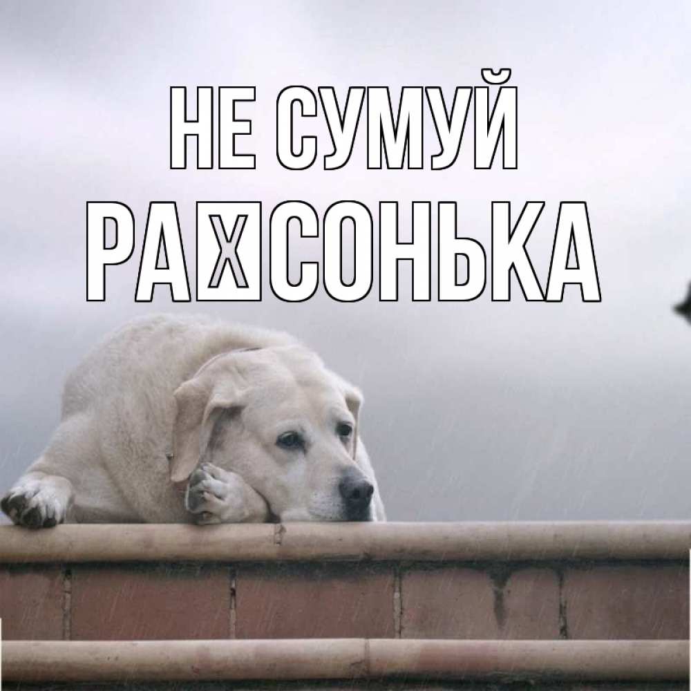 Открытка на каждый день з підписом, Раїсонька Не сумуй белый пес 1 Прикольна листівка з побажанням онлайн скачати безкоштовно 