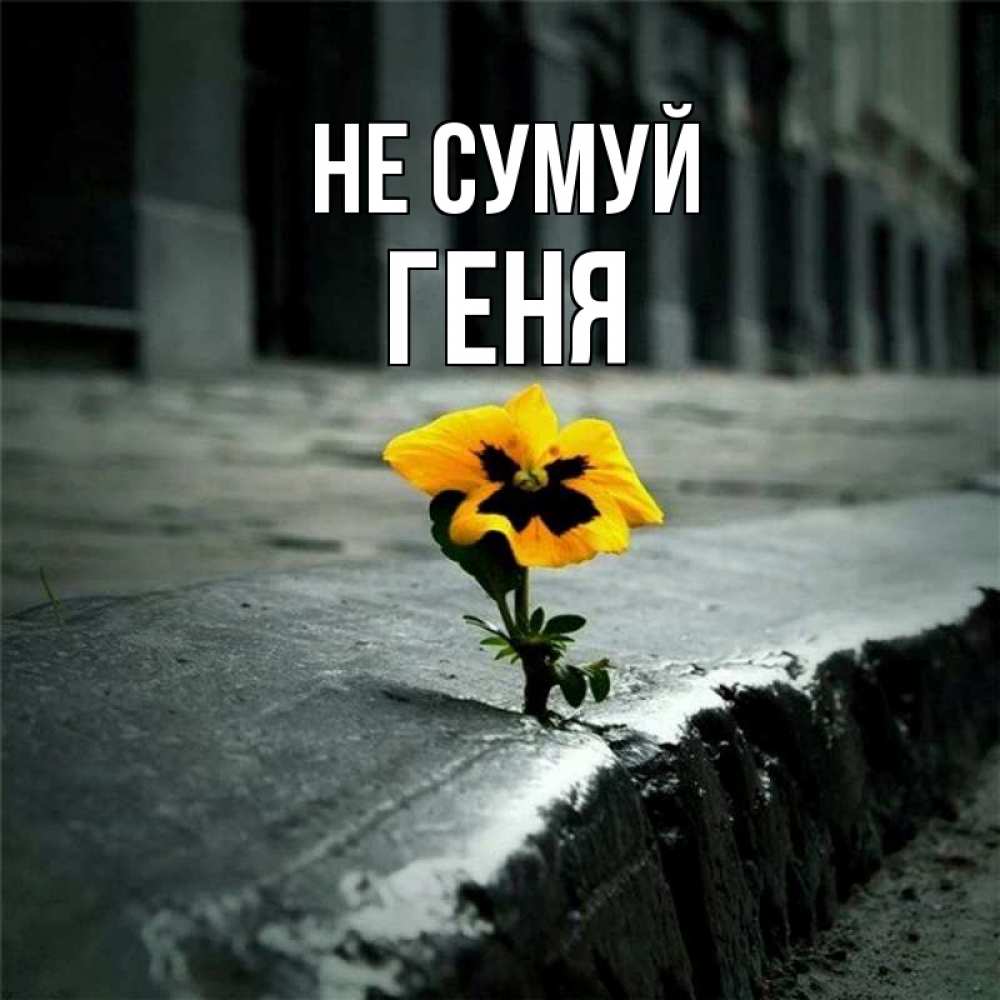 Открытка на каждый день з підписом, Геня Не сумуй не сдавайся Прикольна листівка з побажанням онлайн скачати безкоштовно 