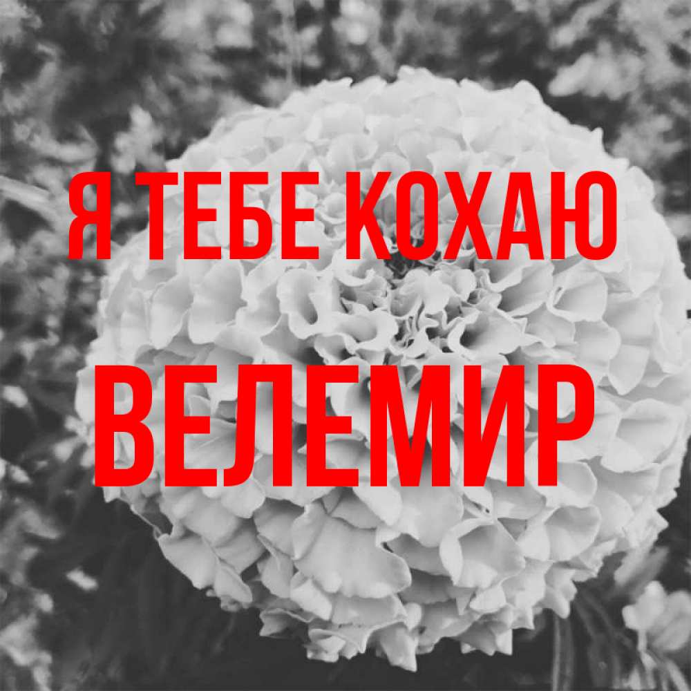 Открытка на каждый день з підписом, Велемир Я тебе кохаю подпись Прикольна листівка з побажанням онлайн скачати безкоштовно 