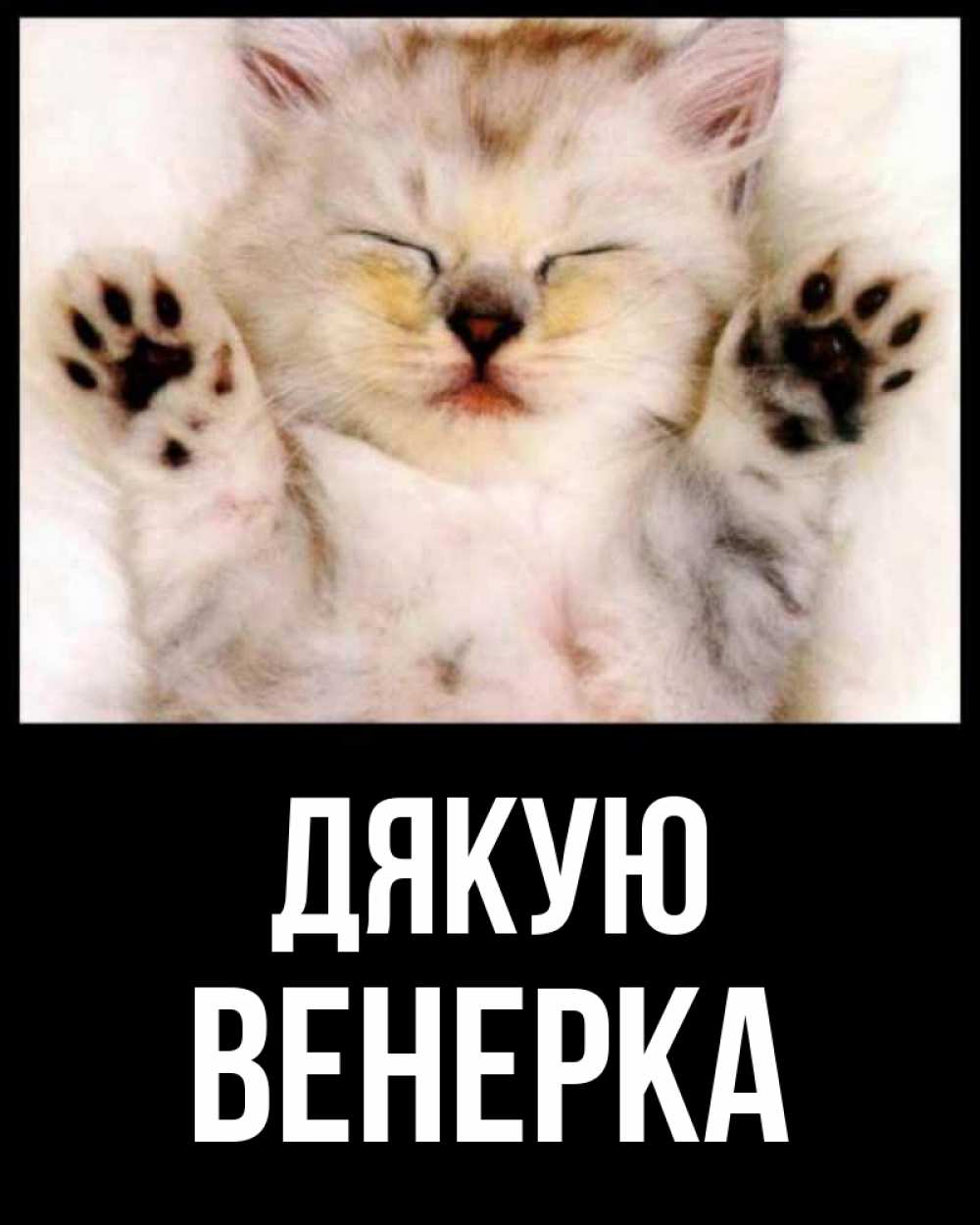 Открытка на каждый день з підписом, Венерка Дякую маленький котенок Прикольна листівка з побажанням онлайн скачати безкоштовно 