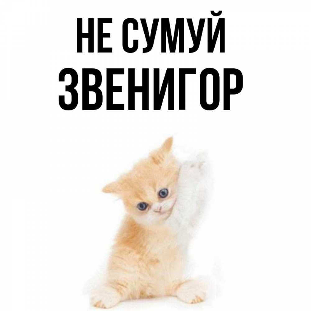 Открытка на каждый день з підписом, Звенигор Не сумуй просящий кот Прикольна листівка з побажанням онлайн скачати безкоштовно 