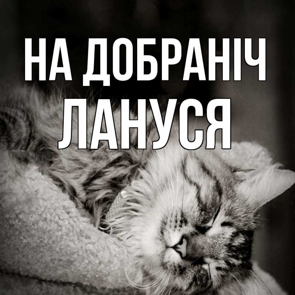 Открытка на каждый день з підписом, Лануся На добраніч котярик пушистый Прикольна листівка з побажанням онлайн скачати безкоштовно 