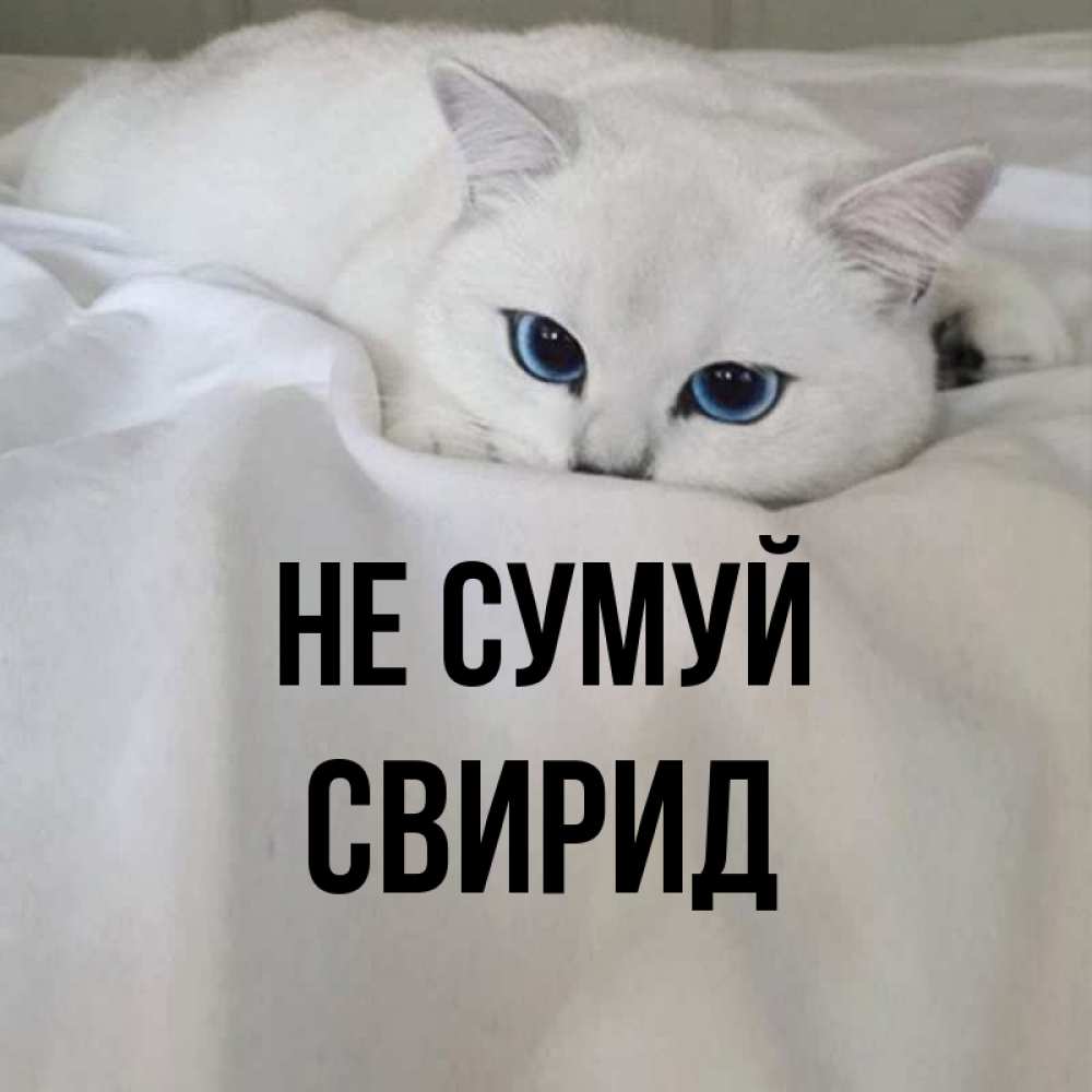 Открытка на каждый день з підписом, Свирид Не сумуй Голубоглазая кошка Прикольна листівка з побажанням онлайн скачати безкоштовно 
