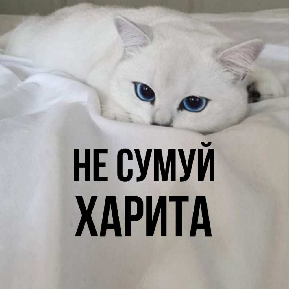 Открытка на каждый день з підписом, Харита Не сумуй Голубоглазая кошка Прикольна листівка з побажанням онлайн скачати безкоштовно 