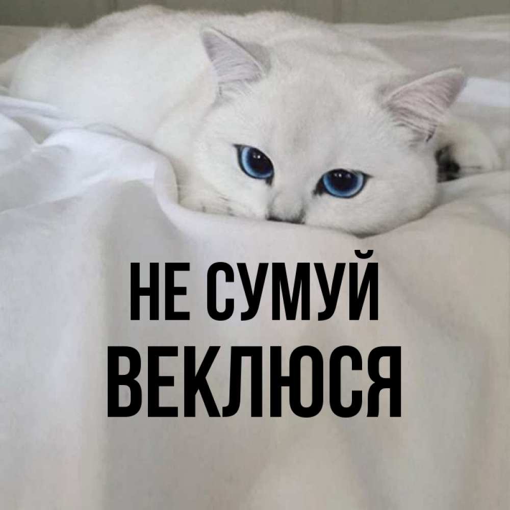 Открытка на каждый день з підписом, Веклюся Не сумуй Голубоглазая кошка Прикольна листівка з побажанням онлайн скачати безкоштовно 