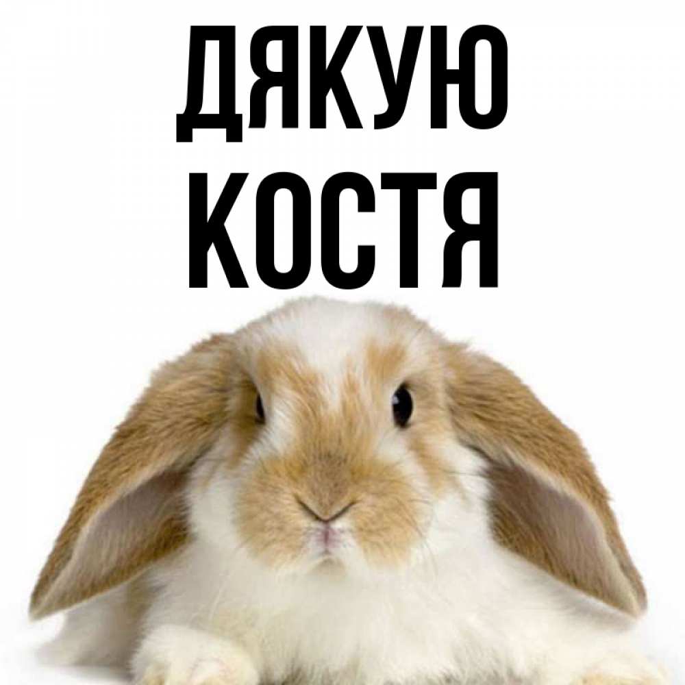 Открытка на каждый день з підписом, Костя Дякую коричнево белый заяц Прикольна листівка з побажанням онлайн скачати безкоштовно 