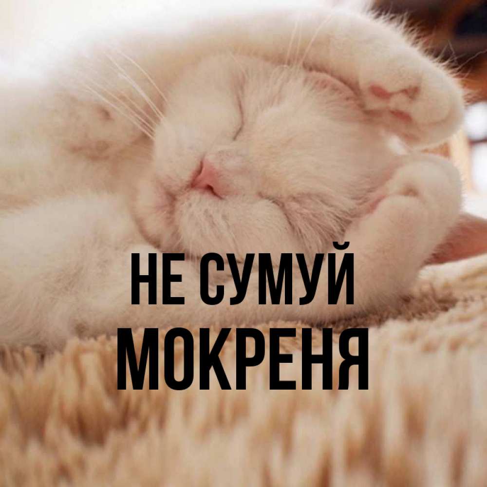 Открытка на каждый день з підписом, Мокреня Не сумуй Котенок спит Прикольна листівка з побажанням онлайн скачати безкоштовно 