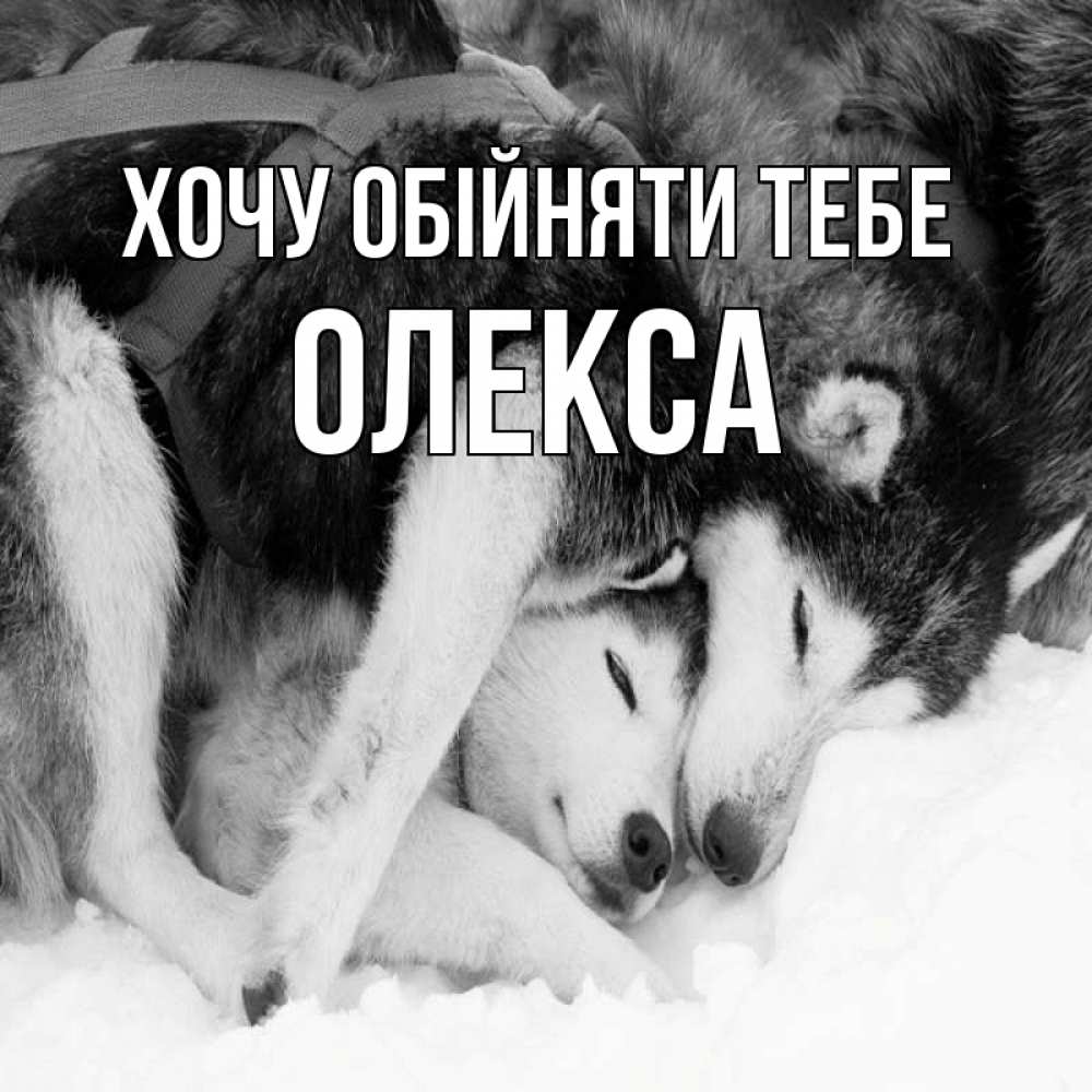 Открытка на каждый день з підписом, Олекса Хочу обійняти тебе собачки в упряжке Прикольна листівка з побажанням онлайн скачати безкоштовно 