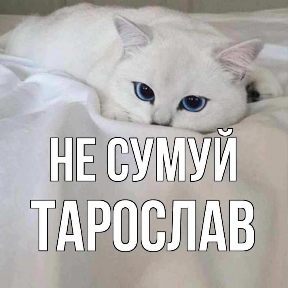 Открытка на каждый день з підписом, Тарослав Не сумуй белый кот с голубыми глазами на белоснежной кровати Прикольна листівка з побажанням онлайн скачати безкоштовно 