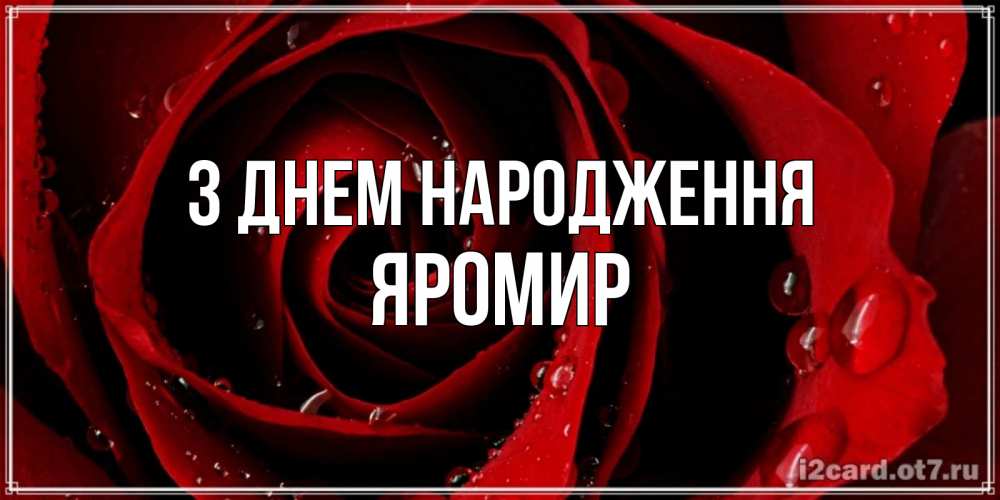 Открытка на каждый день з підписом, Яромир З Днем народження крупная бордовая роза Прикольна листівка з побажанням онлайн скачати безкоштовно 