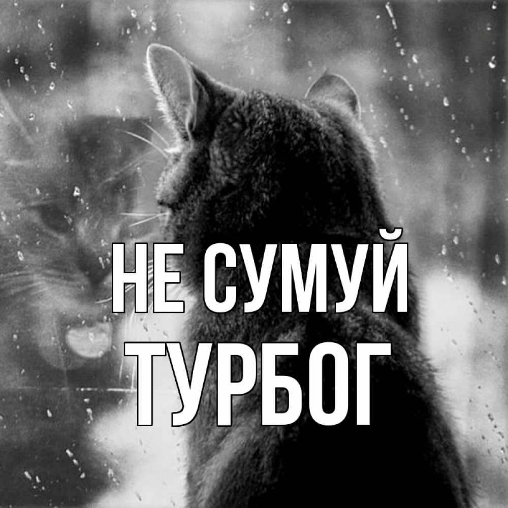 Открытка на каждый день з підписом, Турбог Не сумуй отражение кота 1 Прикольна листівка з побажанням онлайн скачати безкоштовно 
