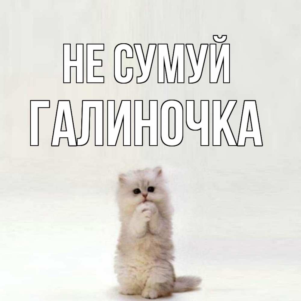 Открытка на каждый день з підписом, Галиночка Не сумуй грустный кот Прикольна листівка з побажанням онлайн скачати безкоштовно 
