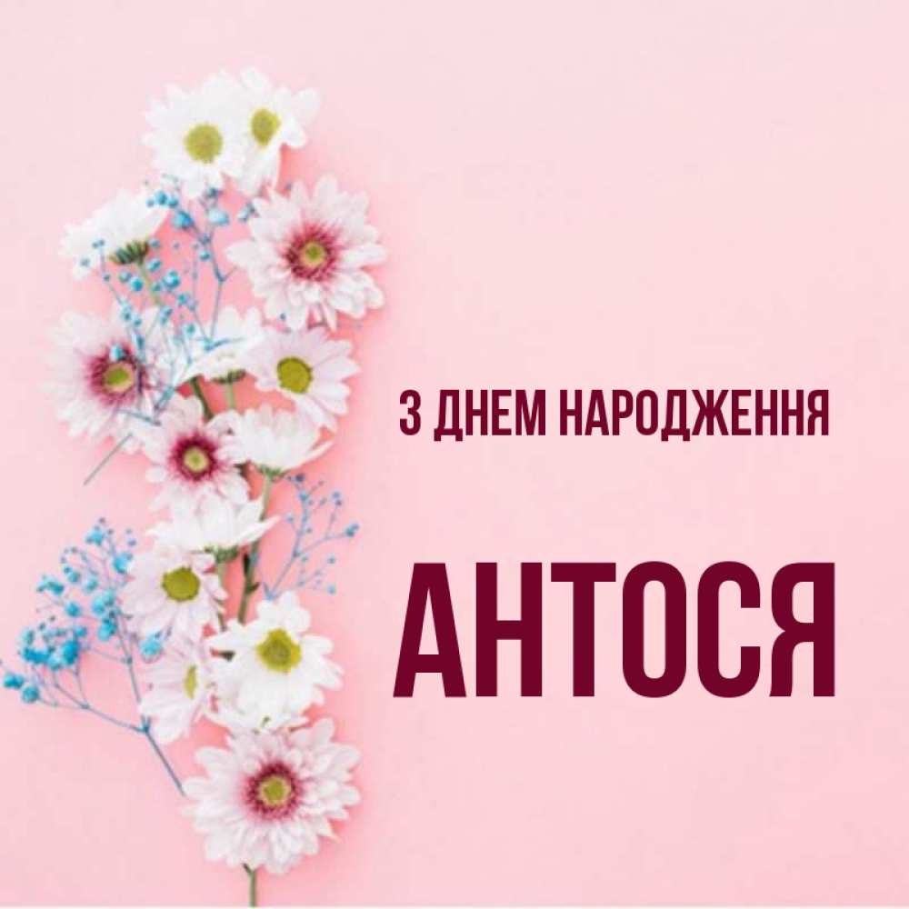 Открытка на каждый день з підписом, Антося З Днем народження Родная моя с днем рождения тебя картинка с цветами белыми и голубыми Прикольна листівка з побажанням онлайн скачати безкоштовно 