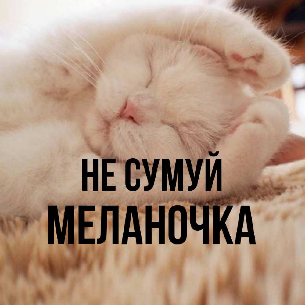 Открытка на каждый день з підписом, Меланочка Не сумуй Котенок спит Прикольна листівка з побажанням онлайн скачати безкоштовно 