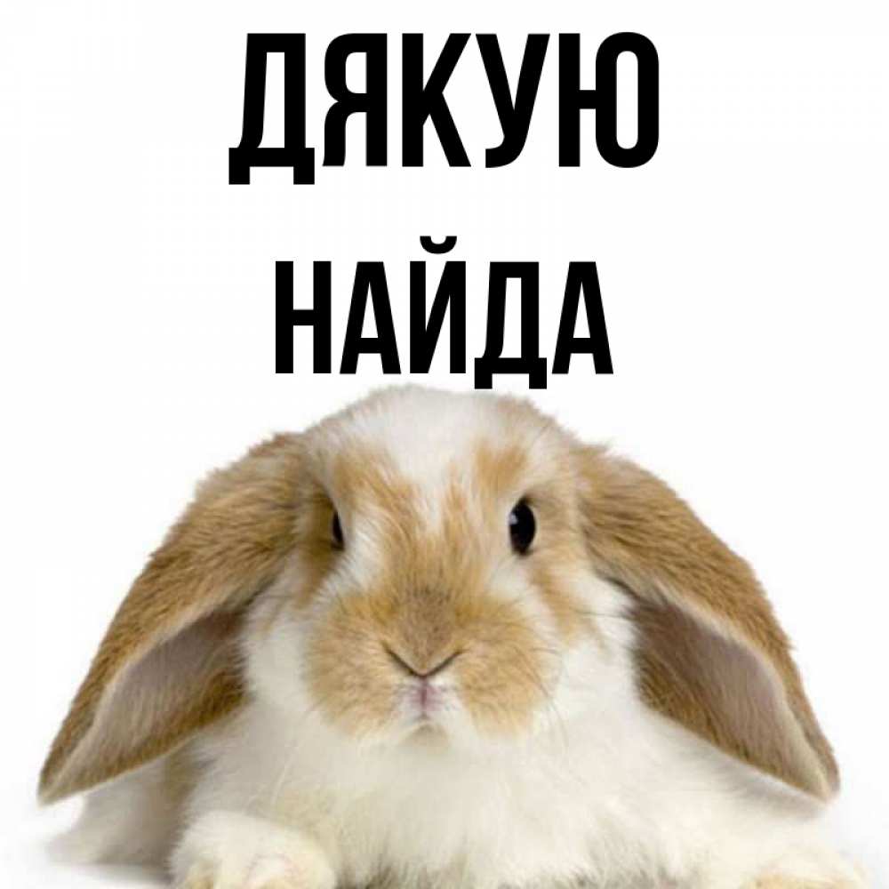 Открытка на каждый день з підписом, Найда Дякую коричнево белый заяц Прикольна листівка з побажанням онлайн скачати безкоштовно 