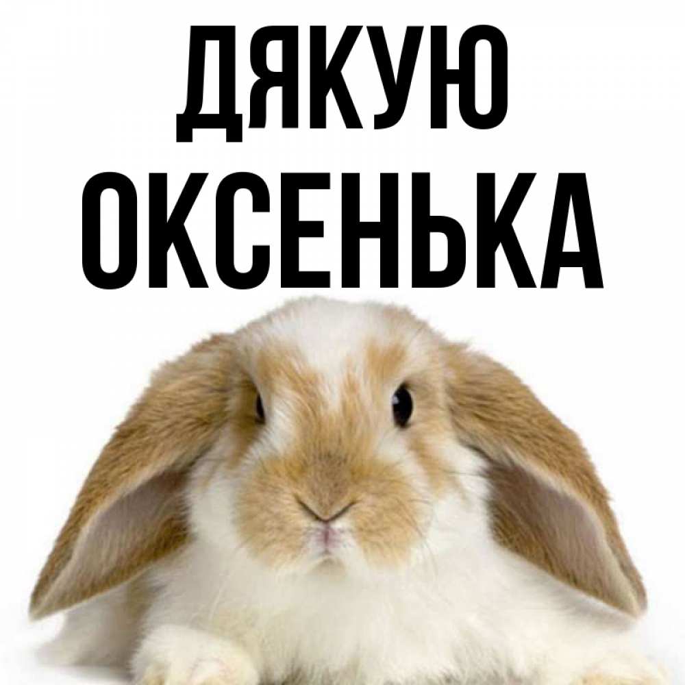 Открытка на каждый день з підписом, Оксенька Дякую коричнево белый заяц Прикольна листівка з побажанням онлайн скачати безкоштовно 