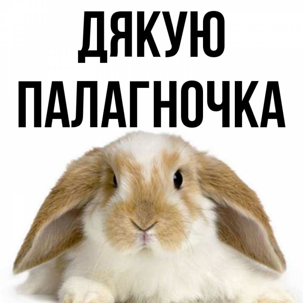 Открытка на каждый день з підписом, Палагночка Дякую коричнево белый заяц Прикольна листівка з побажанням онлайн скачати безкоштовно 