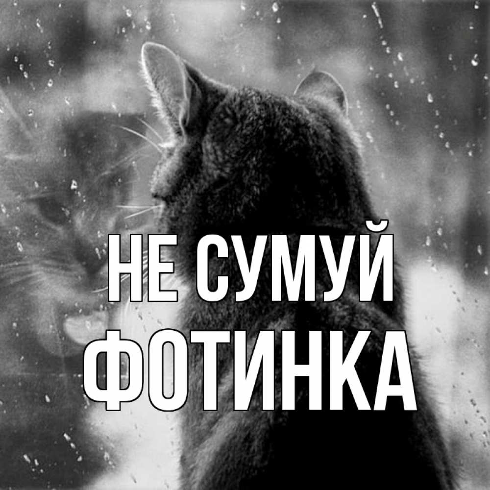 Открытка на каждый день з підписом, Фотинка Не сумуй отражение кота 1 Прикольна листівка з побажанням онлайн скачати безкоштовно 