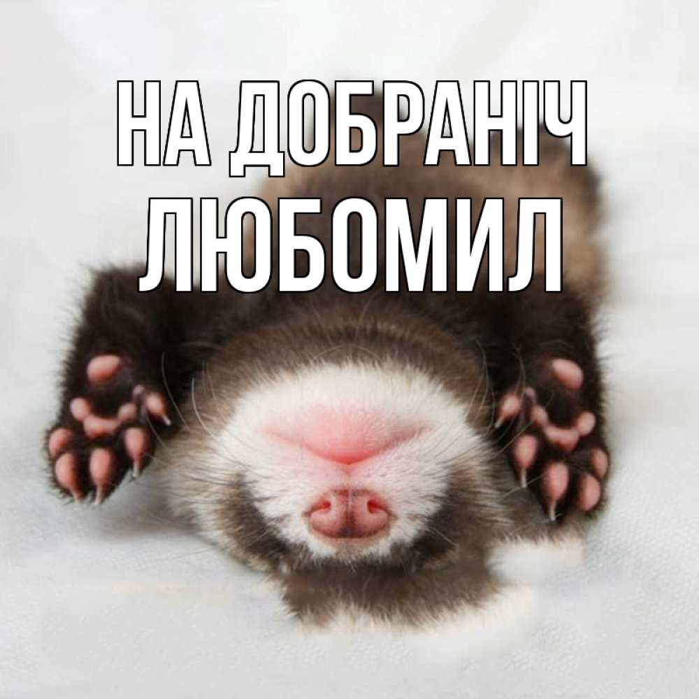 Открытка на каждый день з підписом, Любомил На добраніч зверек Прикольна листівка з побажанням онлайн скачати безкоштовно 