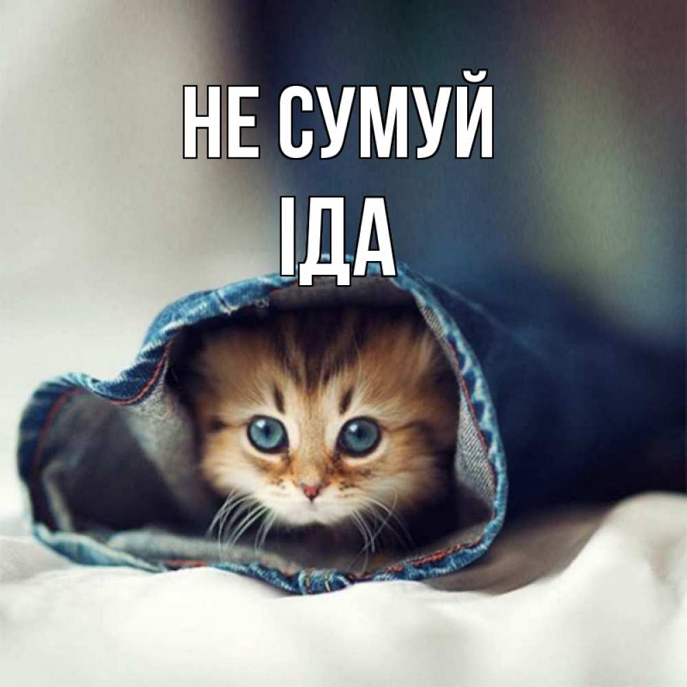 Открытка на каждый день з підписом, Іда Не сумуй кот в одежде Прикольна листівка з побажанням онлайн скачати безкоштовно 