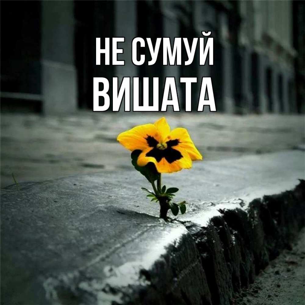 Открытка на каждый день з підписом, Вишата Не сумуй не сдавайся Прикольна листівка з побажанням онлайн скачати безкоштовно 