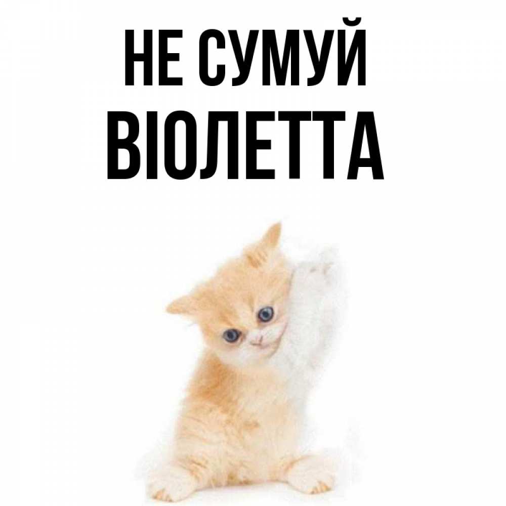 Открытка на каждый день з підписом, Віолетта Не сумуй просящий кот Прикольна листівка з побажанням онлайн скачати безкоштовно 