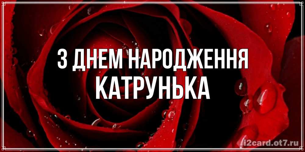 Открытка на каждый день з підписом, Катрунька З Днем народження крупная бордовая роза Прикольна листівка з побажанням онлайн скачати безкоштовно 