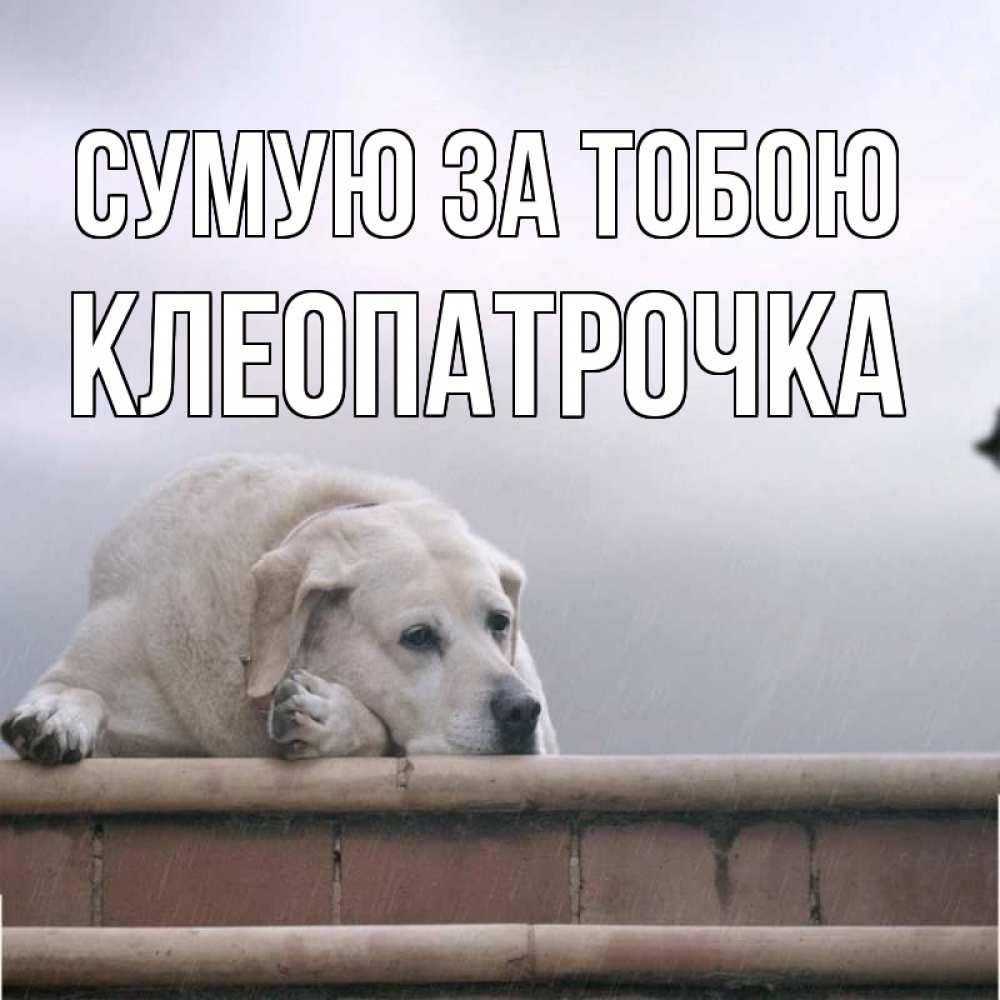 Открытка на каждый день з підписом, Клеопатрочка Сумую за тобою ждет Прикольна листівка з побажанням онлайн скачати безкоштовно 