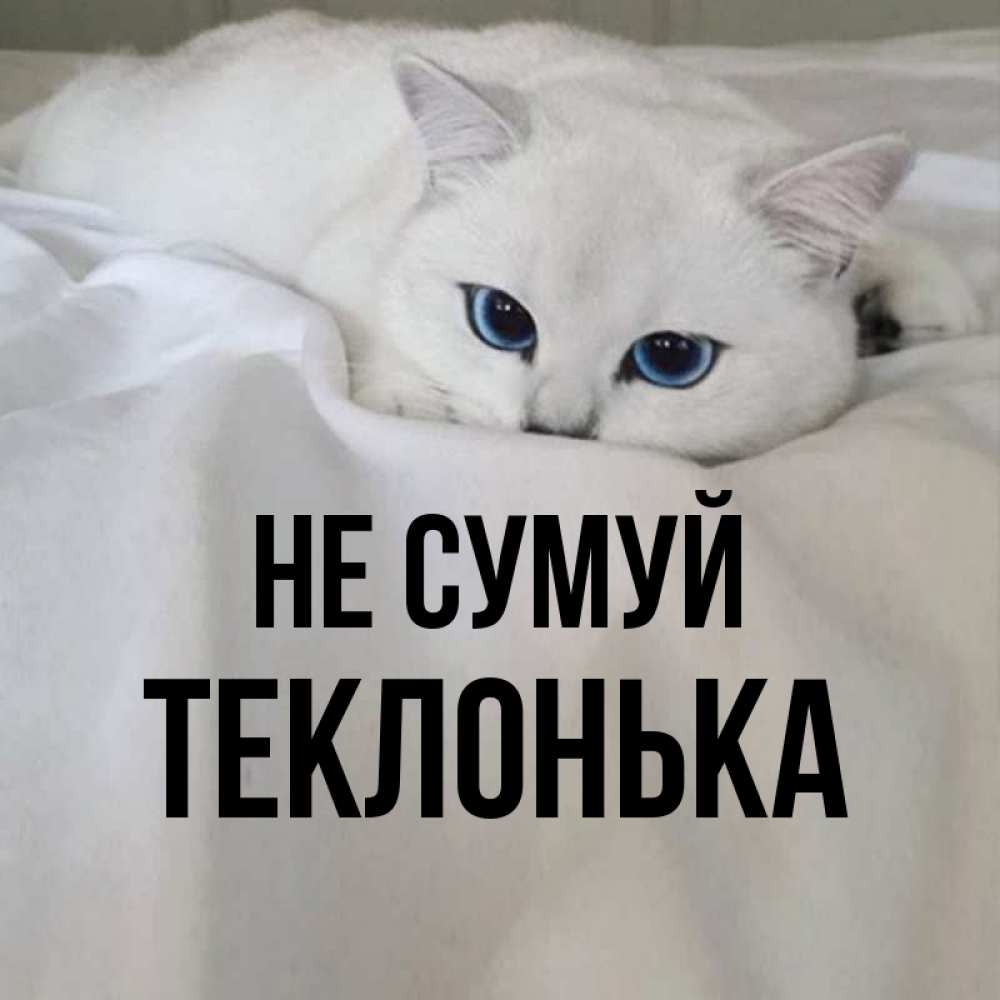 Открытка на каждый день з підписом, Теклонька Не сумуй Голубоглазая кошка Прикольна листівка з побажанням онлайн скачати безкоштовно 