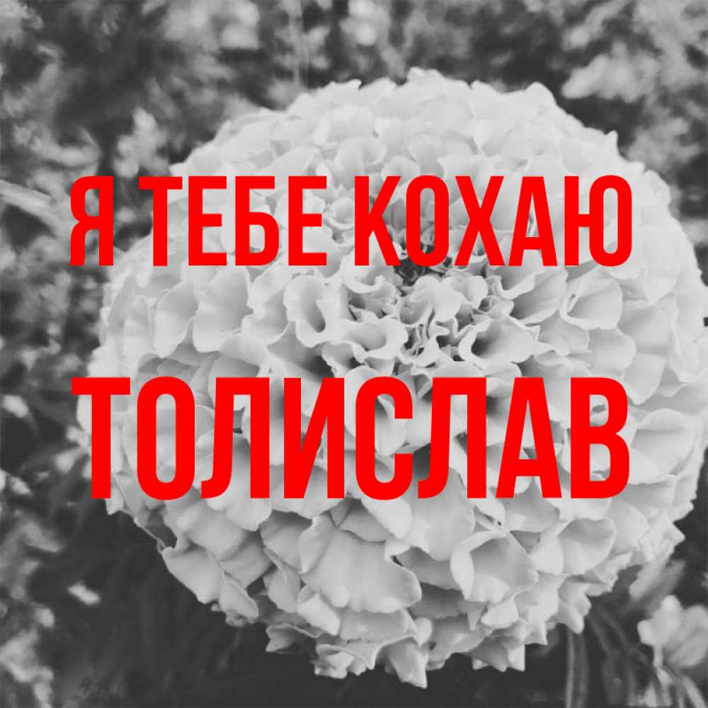 Открытка на каждый день з підписом, Толислав Я тебе кохаю подпись Прикольна листівка з побажанням онлайн скачати безкоштовно 