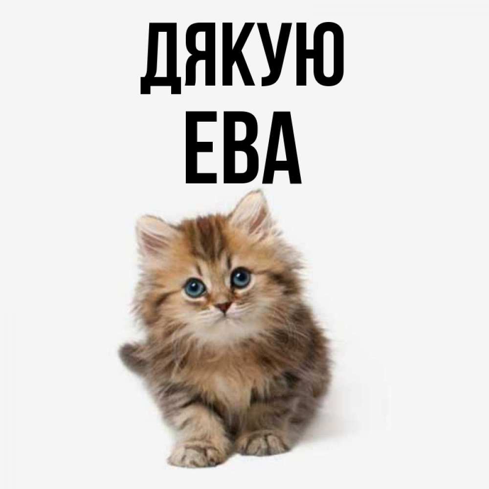 Открытка на каждый день з підписом, Ева Дякую пушистый котик Прикольна листівка з побажанням онлайн скачати безкоштовно 