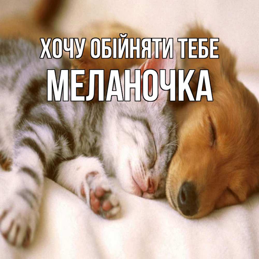 Открытка на каждый день з підписом, Меланочка Хочу обійняти тебе пес и котенок Прикольна листівка з побажанням онлайн скачати безкоштовно 