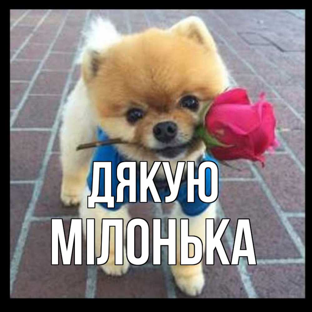 Открытка на каждый день з підписом, Мілонька Дякую спасибо и дарю тебе цветок Прикольна листівка з побажанням онлайн скачати безкоштовно 