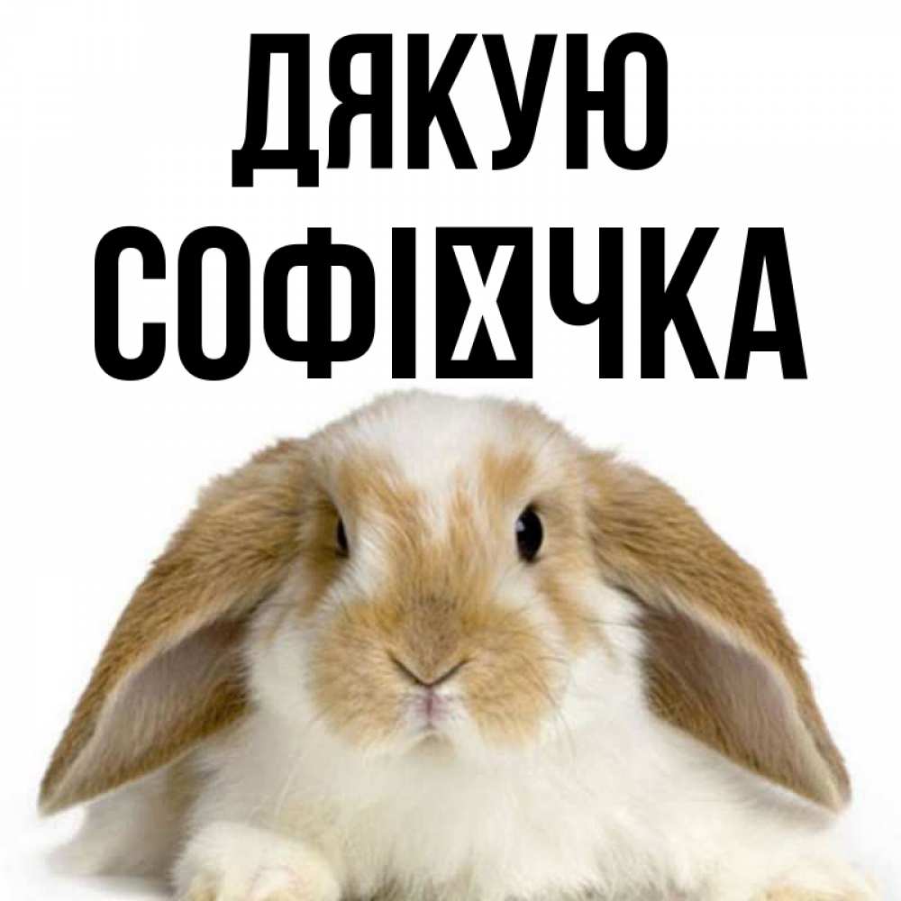 Открытка на каждый день з підписом, Софієчка Дякую коричнево белый заяц Прикольна листівка з побажанням онлайн скачати безкоштовно 