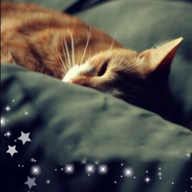 Открытка рыжий кот спит  кроватка  На добраніч 