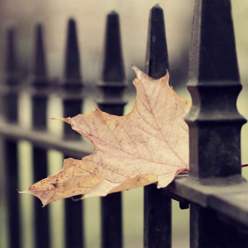 Открытка я как одинокий лист  очень скучно  Сумую за тобою 