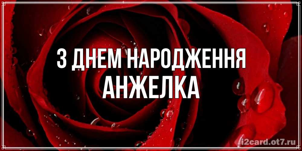 Открытка на каждый день з підписом, Анжелка З Днем народження крупная бордовая роза Прикольна листівка з побажанням онлайн скачати безкоштовно 