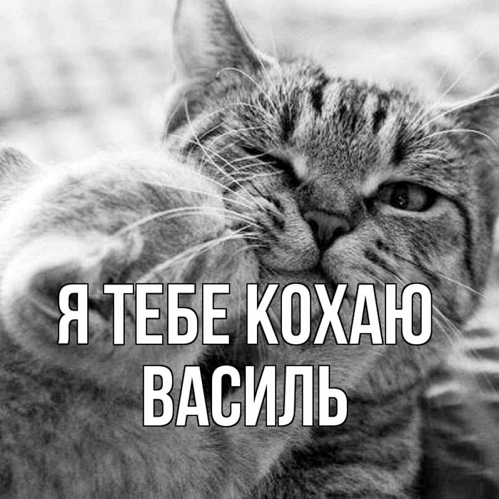 Открытка на каждый день з підписом, Василь Я тебе кохаю коты Прикольна листівка з побажанням онлайн скачати безкоштовно 