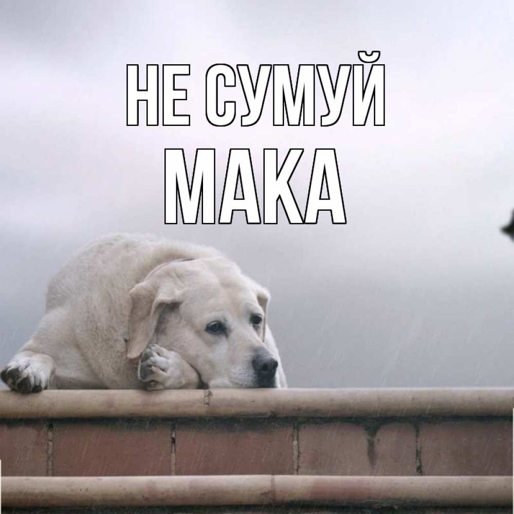 Открытка на каждый день з підписом, Мака Не сумуй белый пес 1 Прикольна листівка з побажанням онлайн скачати безкоштовно 