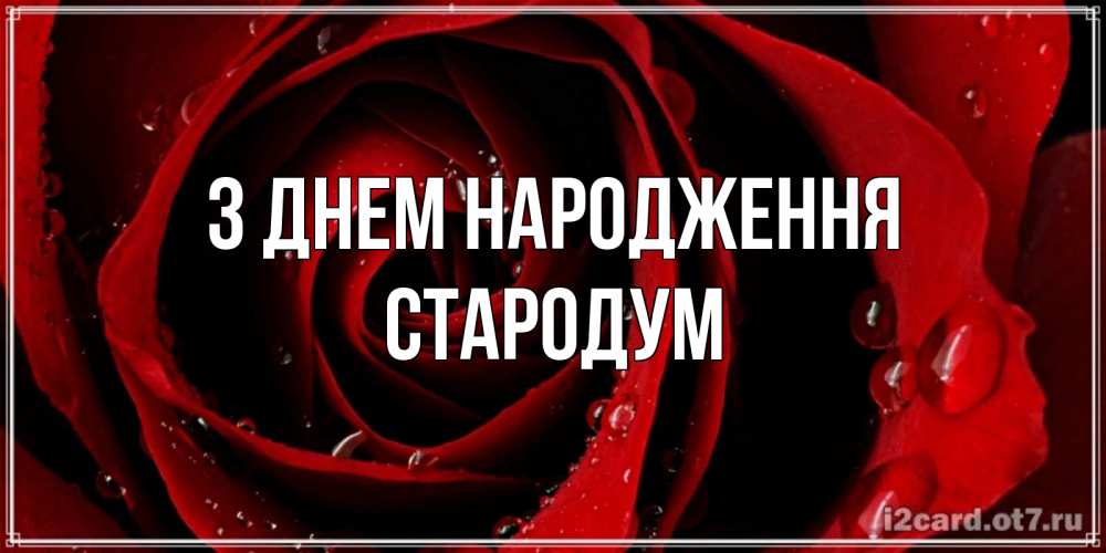 Открытка на каждый день з підписом, Стародум З Днем народження крупная бордовая роза Прикольна листівка з побажанням онлайн скачати безкоштовно 