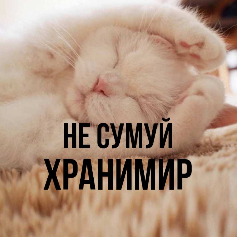 Открытка на каждый день з підписом, Хранимир Не сумуй Котенок спит Прикольна листівка з побажанням онлайн скачати безкоштовно 
