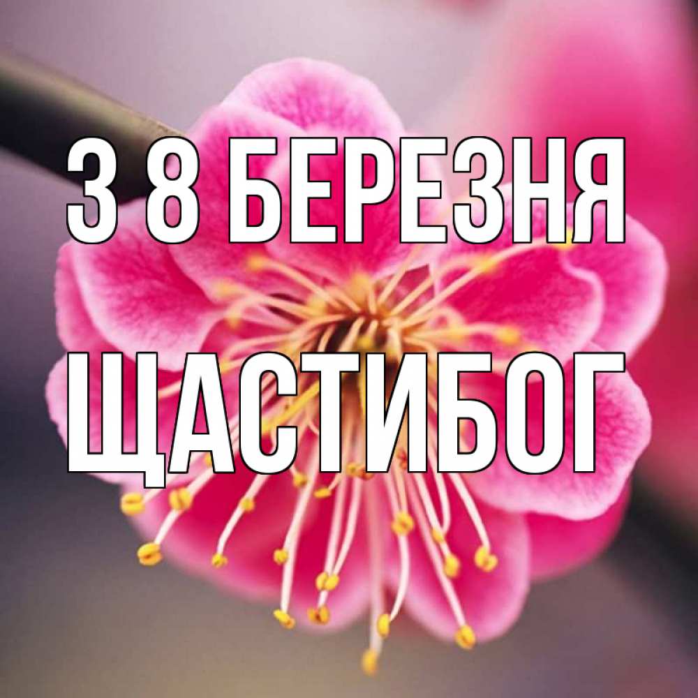 Открытка на каждый день з підписом, Щастибог З 8 БЕРЕЗНЯ цветы Прикольна листівка з побажанням онлайн скачати безкоштовно 