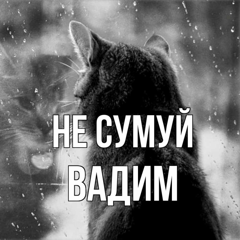 Открытка на каждый день з підписом, Вадим Не сумуй отражение кота 1 Прикольна листівка з побажанням онлайн скачати безкоштовно 
