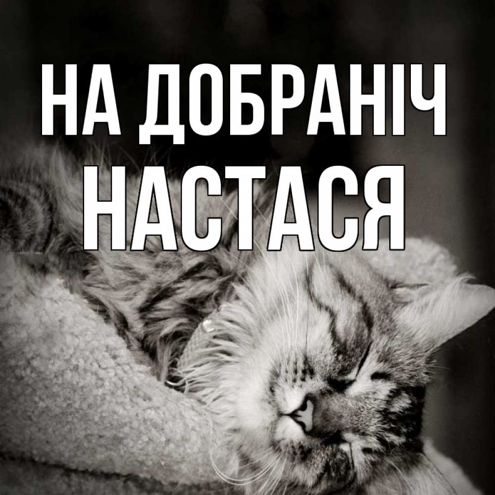 Открытка на каждый день з підписом, Настася На добраніч котярик пушистый Прикольна листівка з побажанням онлайн скачати безкоштовно 