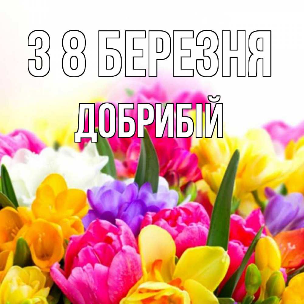 Открытка на каждый день з підписом, Добрибій З 8 БЕРЕЗНЯ тюльпаны Прикольна листівка з побажанням онлайн скачати безкоштовно 